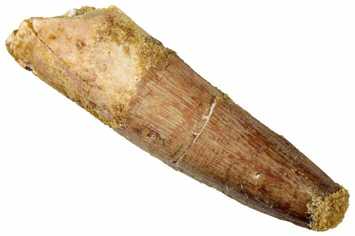 Fossil Spinosaurus Tooth - Real Dinosaur Tooth #327860